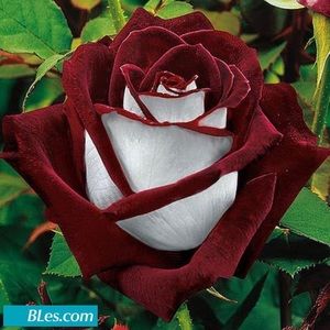 Meet your Posher, Carolina